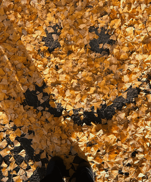 historic-osaka-castle-park-cherry-blossoms